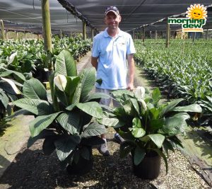 Spathiphyllum Sensation & Figaro 14 in