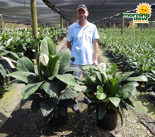 Spathiphyllum Sensation & Figaro 14 in