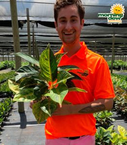 Aglaonema Papaya 6 in