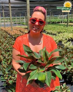 Aglaonema Susane 6 in