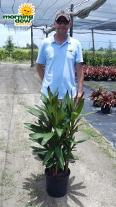 Dracaena Cordyline Glauca 10 in