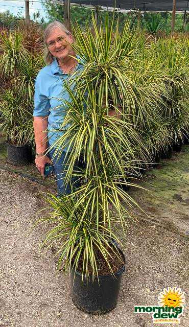 Dracaena Marginata Kiwi Cane 14 in