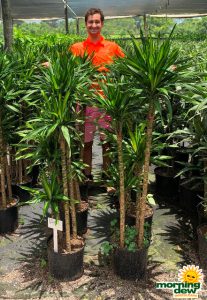 Dracaena Rikki Cane 10 in