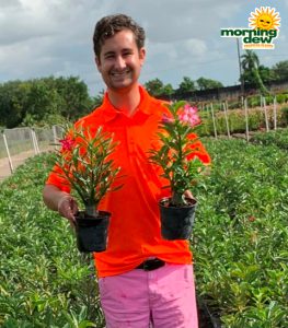 Flowering Desert Rose (Adenium) 6 in