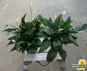 Spathiphyllum Maya Dee & Emerald Star 6 in