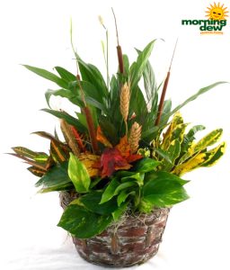 Dish Garden Fall Wicker 7 in