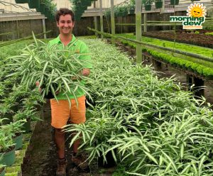 Fern Pteris Silver Ribbon 8 in