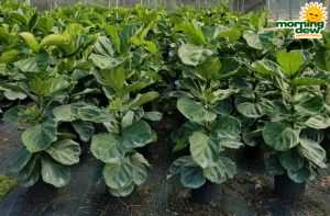 Ficus Lyrata (Pandurata) Column 10 in