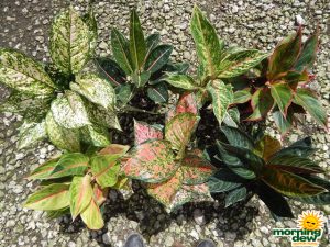 Aglaonema Asstd Colorful Varieties 5 in