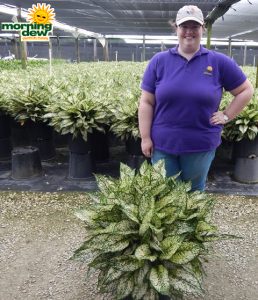 Aglaonema Spring Snow 14 in