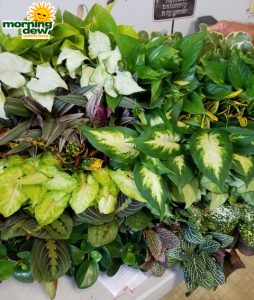 Assortments Tropical Foliage 3 in