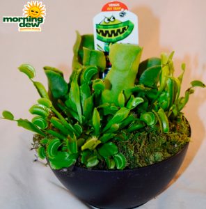 Carnivorous Bog Garden 6 in