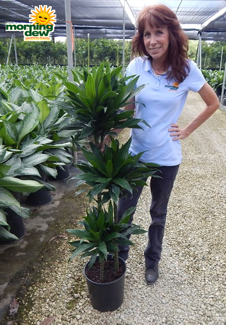Dracaena Green Jewel Cane 10 in