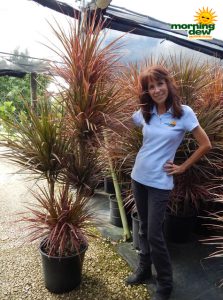 Dracaena Marginata Colorama 14 in