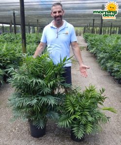 Palm Neanthe Bella 8 in & 10 in