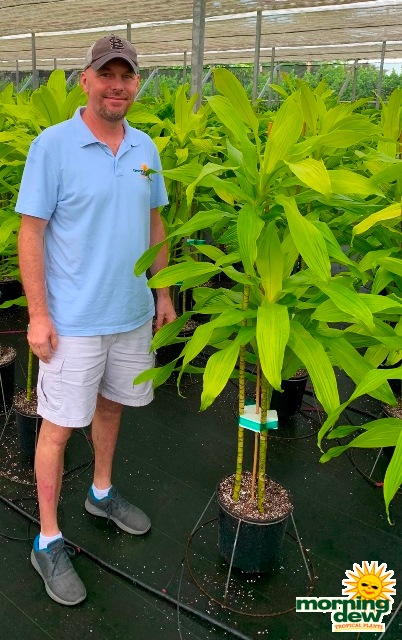 Dracaena Limelight Cane 10 in