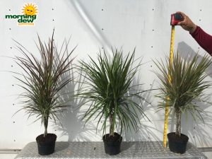 Dracaena Marginata Braid 6 in