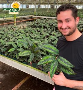 Calathea Beauty Star 4 in