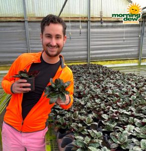 Hemagraphis Waffle 4 in