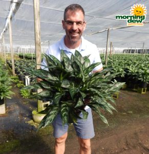 Aglaonema Emerald Beauty 8 in