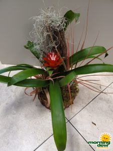 Bromeliad Gardens 6 in