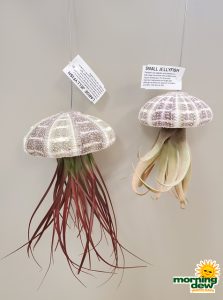 Bromeliad Tillandsia 3 in and 4 in