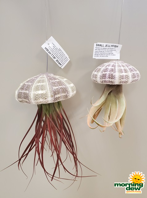 Bromeliad Tillandsia 3 in and 4 in