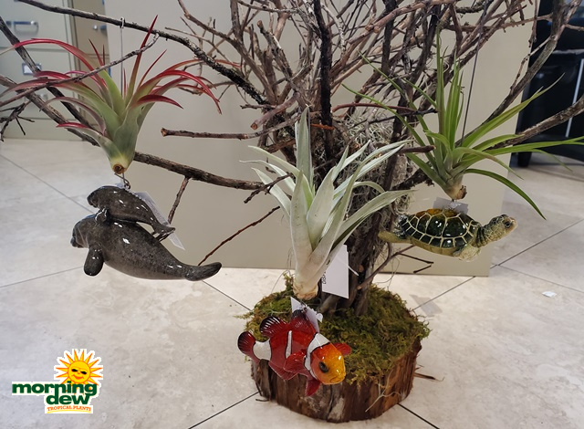 Bromeliad Tillandsia Hanging Sea Life 3 in