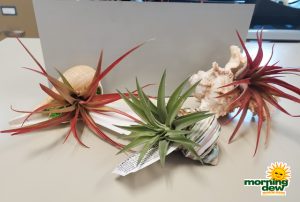 Bromeliad Tillandsia Shell 3 in