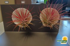 Bromeliad Tillandsia Shell 4 in