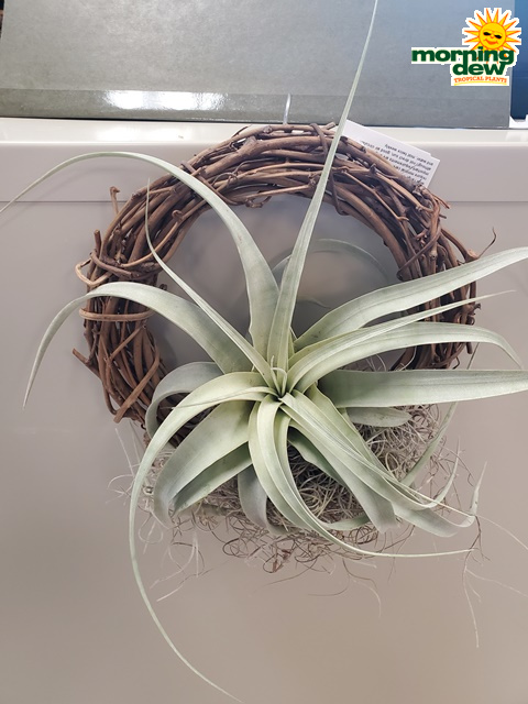 Bromeliad Tillandsia Wreath 8 in