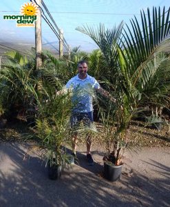 Palm Spindle 10 in & 14 in