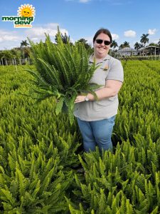 Fern Kimberly Queen 8 in