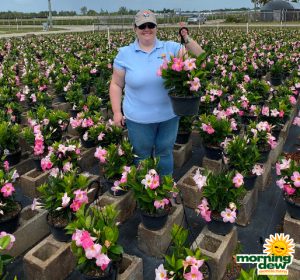 Flowering HB Mandevilla Pink Blushing 10 in
