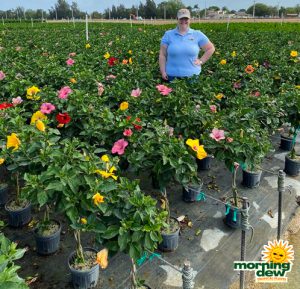 Flowering Hibiscus Braid Multi Color 8 in