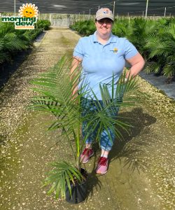 Palm Ravenea (Majesty) 10 in