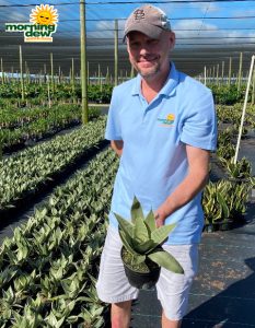 Sansevieria Night Owl 6 in