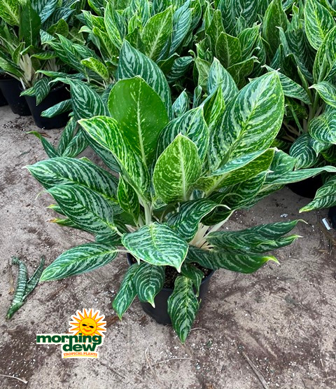 Aglaonema Gold Madonna