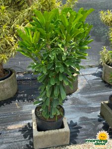 Cactus Euphorbia Drupifera