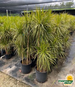 Dracaena Marginata Kiwi