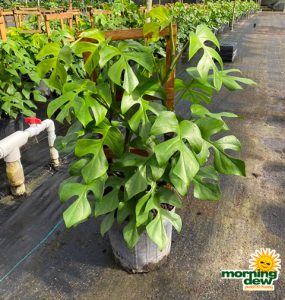 Philodendron Rhaphidophora