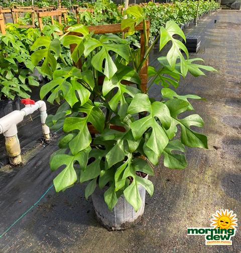 Philodendron Rhaphidophora