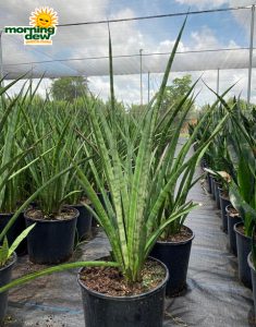 Sansevieria African Spears