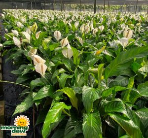Spathiphyllum Knockout & Sweet Pablo