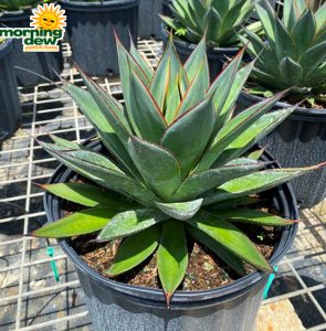 Succulents Agave Blue Glow