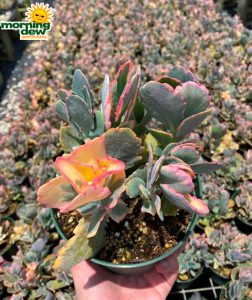 Succulents Kalanchoe Assorted