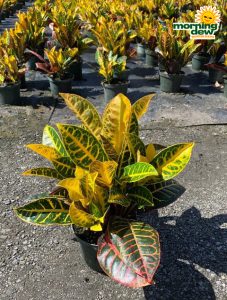 Croton Petra