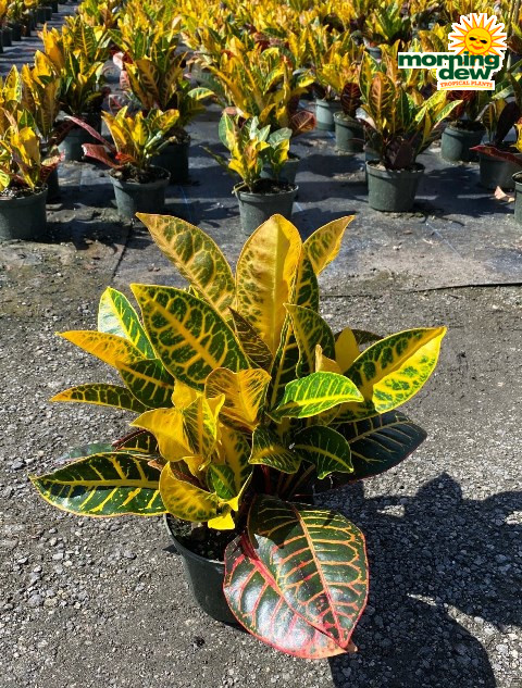Croton Petra