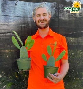 Cactus Opuntia (Prickly Pear)
