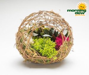 Dish Garden Grape Vine Ball